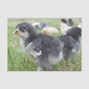 Tier, Küken, Huhn, Bauernhof, niedlich, Vogel, Bab Seidenpapier