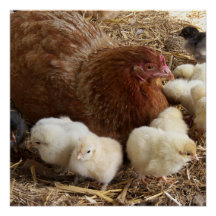Tier, Küken, Huhn, Bauernhof, süß, Vogel, Baby,