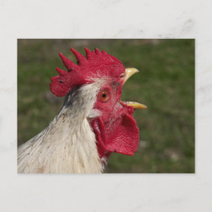 Tier, Küken, Huhn, Bauernhof, süß, Vogel, Baby, Postkarte