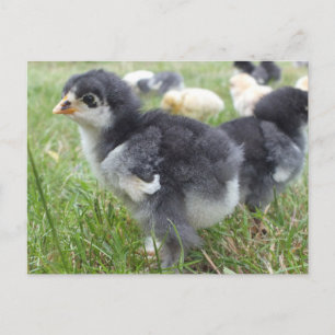 Tier, Küken, Huhn, Bauernhof, süß, Vogel, Baby, Postkarte