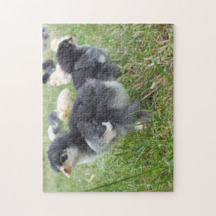 Tier, Küken, Huhn, Bauernhof, süß, Vogel, Baby, Puzzle