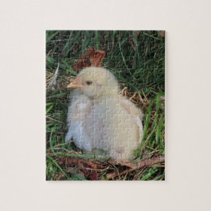 Tier, Küken leben im grünen Gras Puzzle