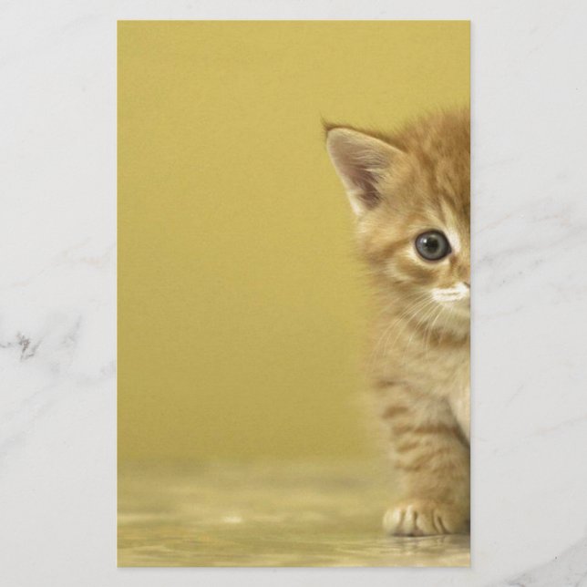 Tier - Neugieriges Baby Kitten (Vorderseite)