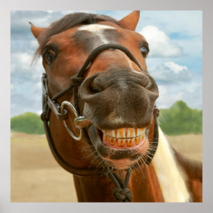 Tier - Pferd - ich got schließlich meine Klammern Poster