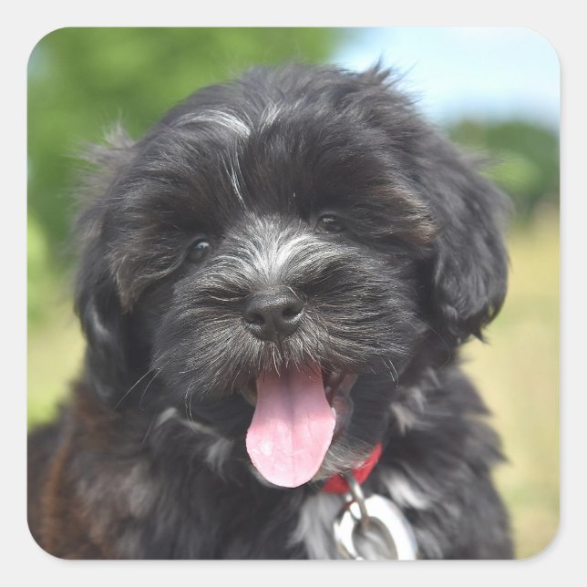 Tier, Säugetier, Hund Quadratischer Aufkleber (Vorderseite)