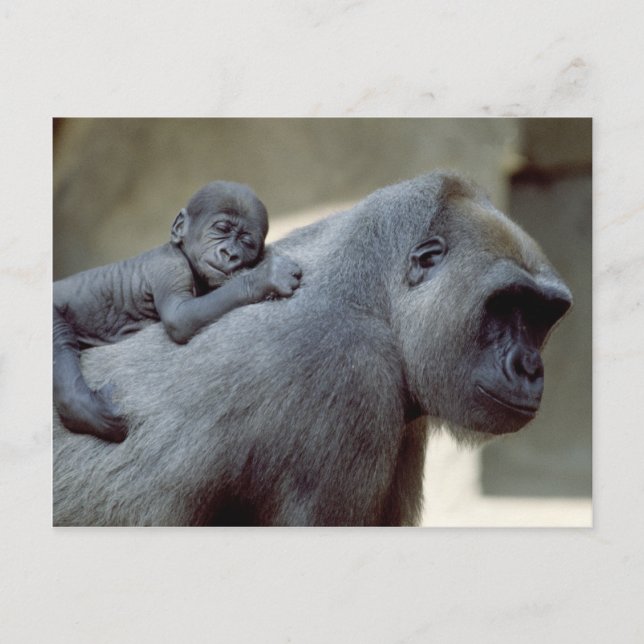 Tier-Set - Primate 3 Postkarte (Vorderseite)