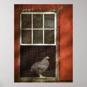 Tier - Vogel - Huhn in einem Fenster Poster