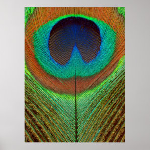 Tier - Vogel - Pfauenfeder Poster