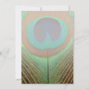 Tier - Vogelgeflügel - Pfauenfeder