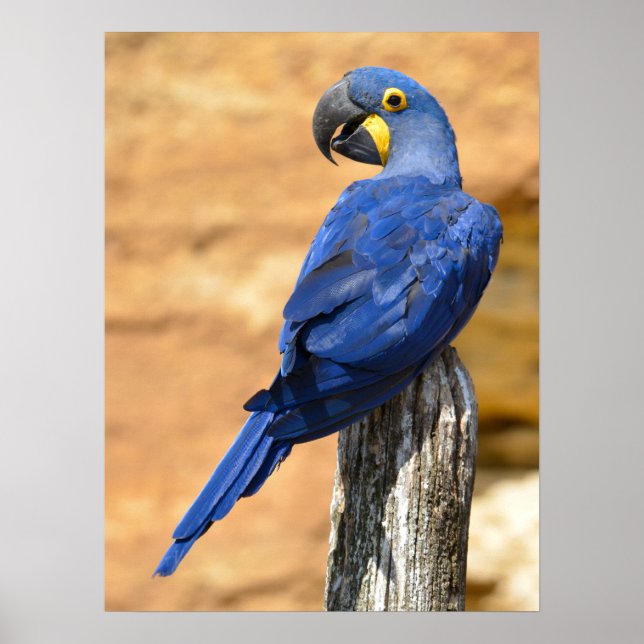 Tier von Hyacinth Macaw auf Holzpfosten Poster (Vorne)