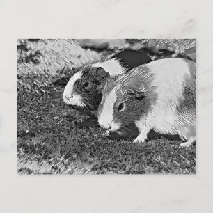 TierArtBW_GuineaPig_003 Postkarte
