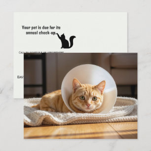 Tierarzt trägt orangefarbene Katze mit einem Scham Postkarte