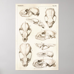 Tierärztliche Anatomie von Säugetieren Poster