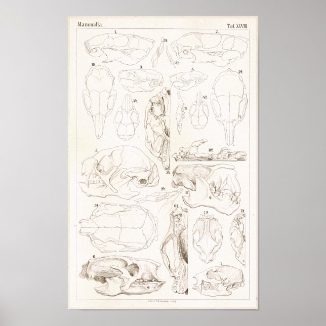 Tierärztliche Anatomie von Säugetieren Poster (Vorne)