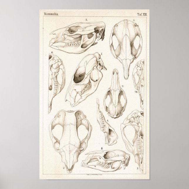 Tierärztliche Anatomie von Säugetieren Poster (Vorne)