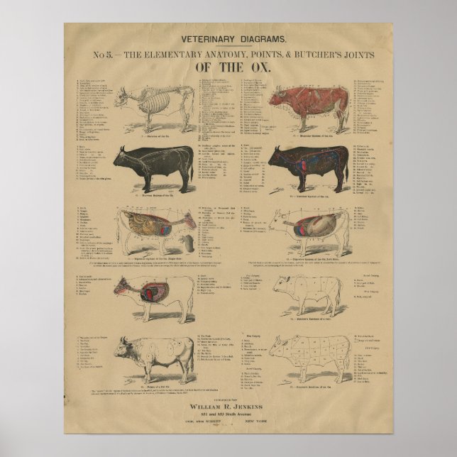 Tierärztliche Ox-Kuh-Anatomie Poster (Vorne)