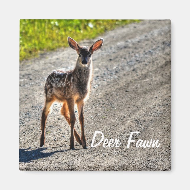 Tierdesign von Male Deer Fawn Magnet (Vorne)