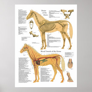 Tierdiagramm zur Anatomie der Pferde Poster
