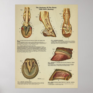 Tierdiagramm zur Anatomie der Pferdefußhalde Poster