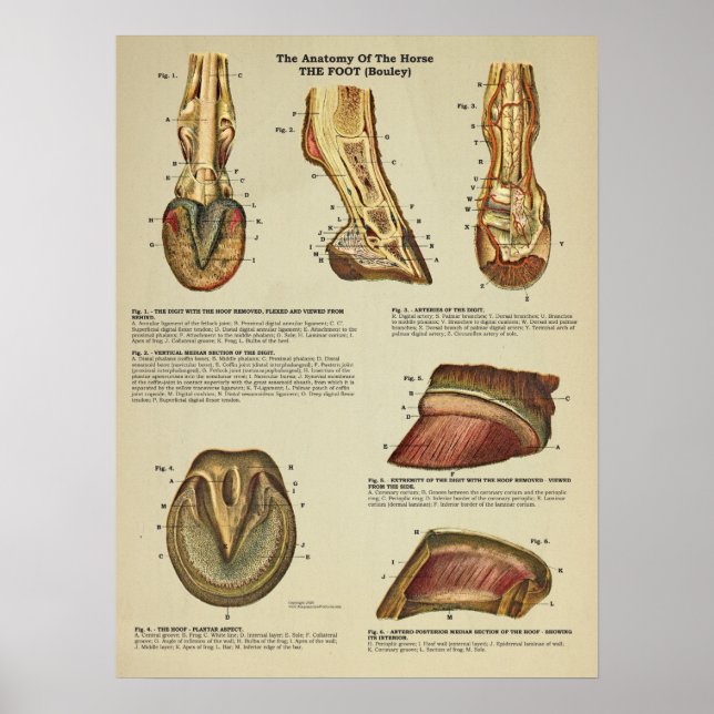 Tierdiagramm zur Anatomie der Pferdefußhalde Poster (Vorne)