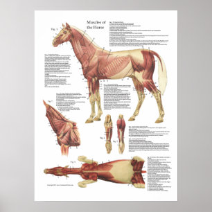Tierdiagramm zur Muskelanatomie Poster