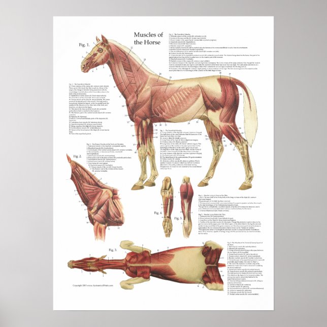 Tierdiagramm zur Muskelanatomie Poster (Vorne)