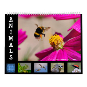 Tiere 12 Monate Kalender