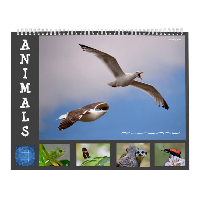 Tiere 12 Monate Kalender (Titelbild)