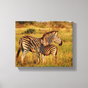 Tiere Afrika-Zebra Leinwanddruck