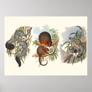 Tiere aus Australien die drei Possummen Poster