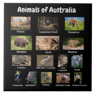 Tiere aus Australien Fliese
