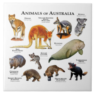 Tiere aus Australien Fliese