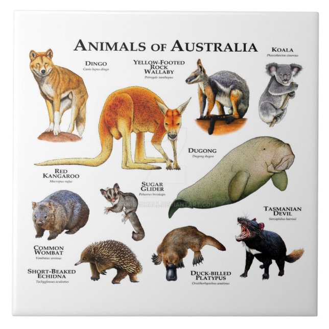 Tiere aus Australien Fliese (Vorderseite)