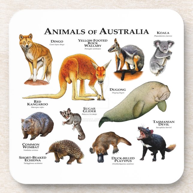 Tiere aus Australien Getränkeuntersetzer (Vorderseite)