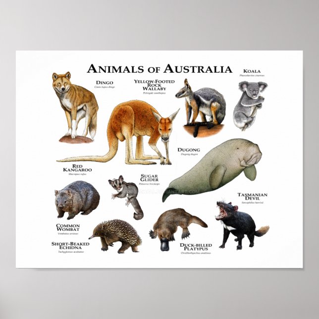 Tiere aus Australien Poster (Vorne)