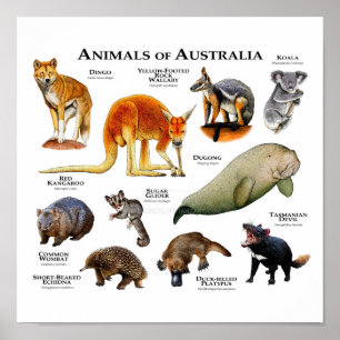 Tiere aus Australien Poster
