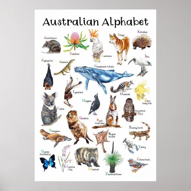 Tiere aus Australien Poster (Vorne)