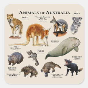 Tiere aus Australien Quadratischer Aufkleber