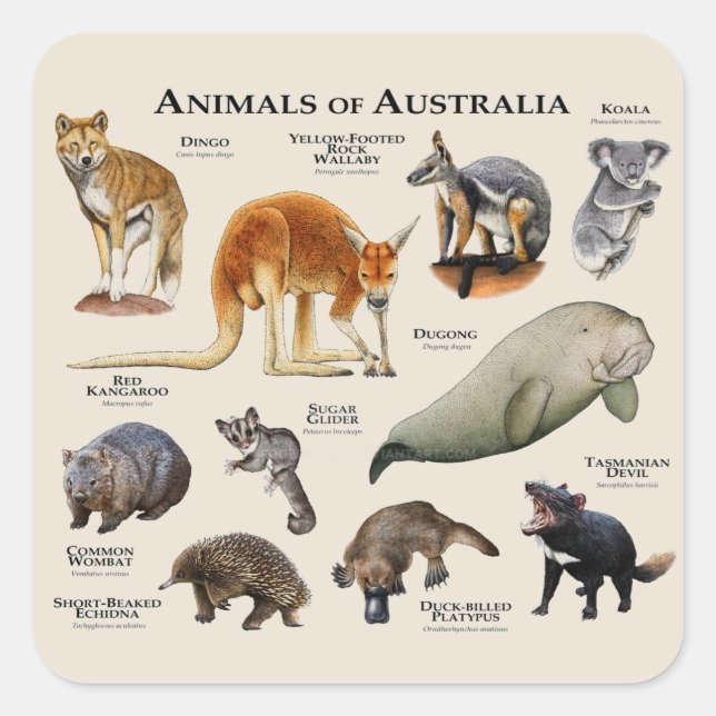 Tiere aus Australien Quadratischer Aufkleber (Vorderseite)