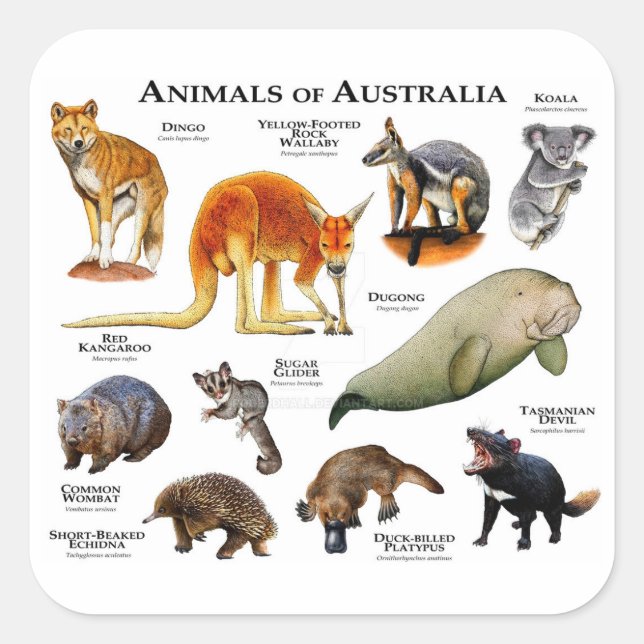 Tiere aus Australien Quadratischer Aufkleber (Vorderseite)