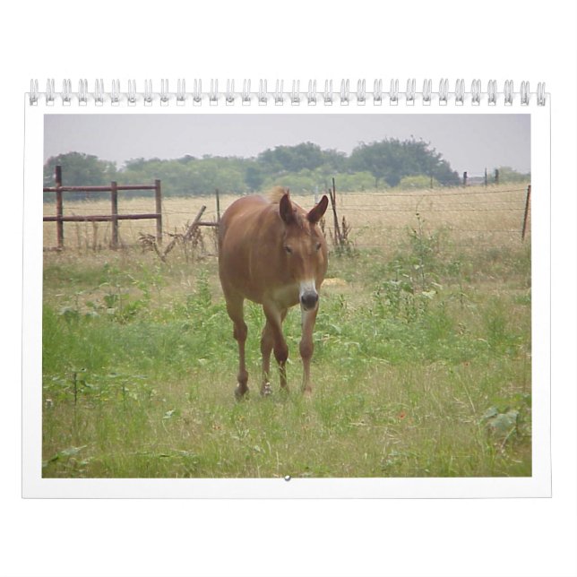 Tiere Calander Kalender (Titelbild)