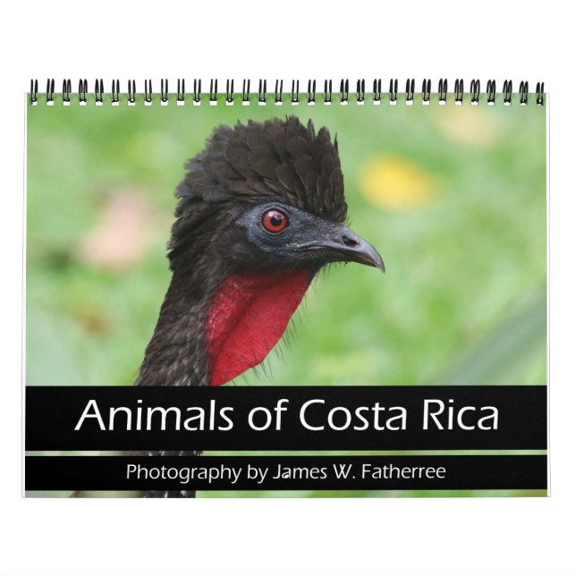 Tiere des Costa Rica Kalenders Kalender (Titelbild)