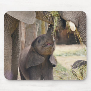 Tiere, Elefanten, Natur Mousepad