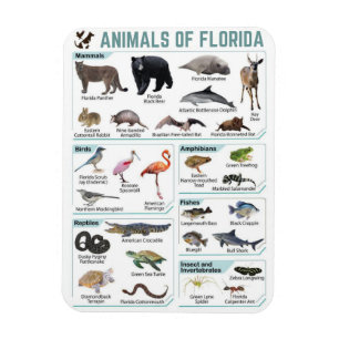 Tiere Floridas, Florida USA Wildtiere Magnet