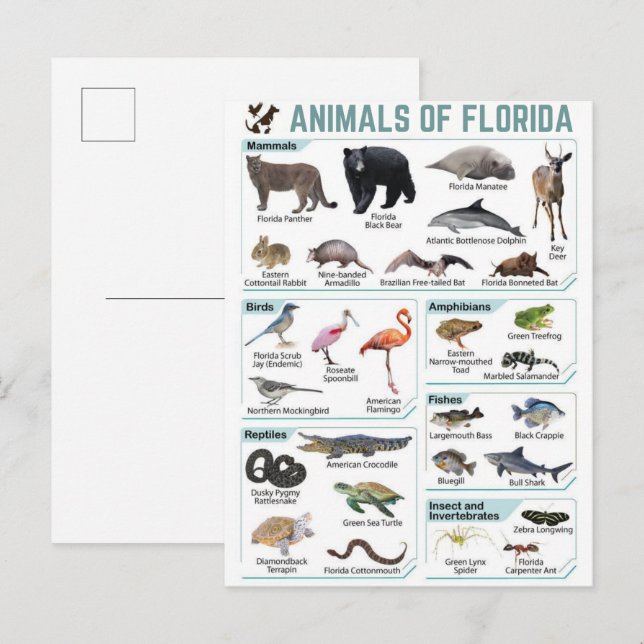 Tiere Floridas, Florida USA Wildtiere  Postkarte (Vorne/Hinten)