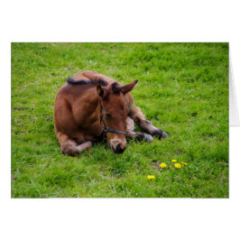 Tiere Grüße Karte, leer innen.