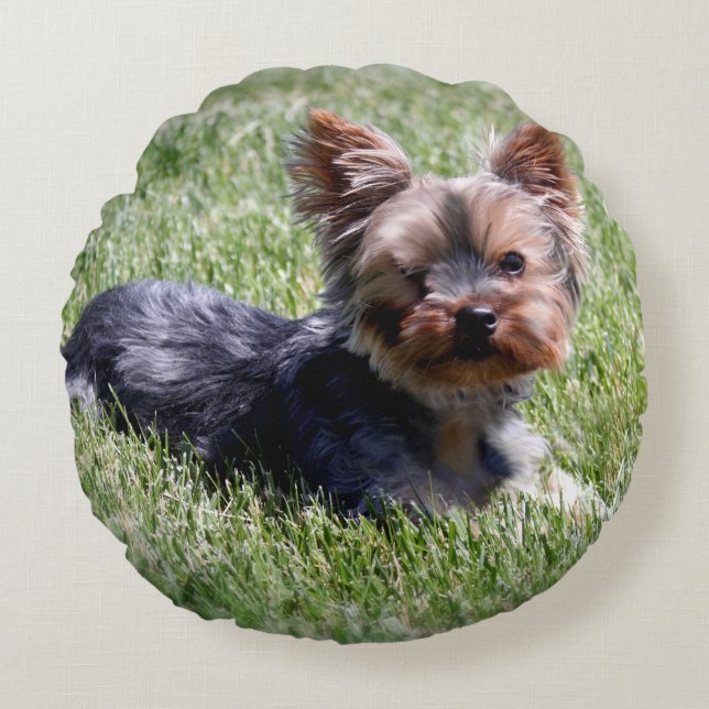 Tiere Haustiere Hunde Adorable Yorkie Round Pillow Rundes Kissen (Vorderseite)