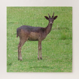 Tiere, Hirsche, Natur, wild lebende Tiere, Jungtie Puzzle