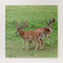 Tiere, Hirsche, Natur, wild lebende Tiere, Jungtie