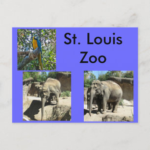 Tiere im Zoo Postkarte